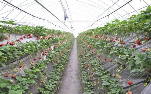 大棚草莓爆料视频大全,视频大全带你领略草莓种植全过程